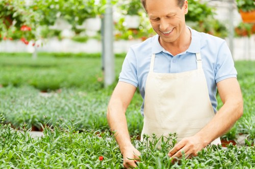 Close-up of healthy hedge growth after trimming