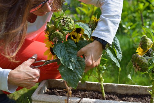 Seasonal planting and garden maintenance by Shortlands landscapers